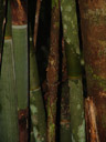 another well-camouflaged lizard