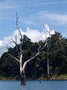 alte abgestorbene bäume aus der zeit bevor der rachabrapha-damm gebaut wurde || foto details: 2008-08-31, khao sok national park, thailand, Sony F828.