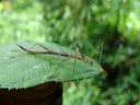 stabheuschrecke (phasmatodea) || foto details: 2008-08-31, khao sok national park, thailand, Sony F828. keywords: stick insect, walking stick, stick-bug , phasmid, leaf insect, agathemerodea, verophasmatodea