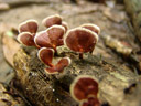 fungi. 2008-08-31, Sony F828.