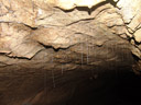 sticky threads like the ones that arachnocampa luminosa larvae produce in new zealand