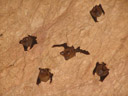 microbats (microchiroptera) in a cave in khao sok, thailand