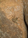 huge troglophile spiders with even longer legs. 2008-08-31, Sony F828. keywords: namtaloo cave