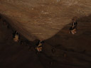 horseshoe bats (rhinolophidae) in a cave in khao sok, thailand