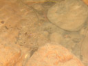 eine süsswassergarnele (reflektierende augen - eine anpassung an dunkle lebensräume!) || foto details: 2008-08-31, khao sok national park, thailand, Sony F828. keywords: troglobite, troglobiont, troglophil, troglophile, namtaloo cave