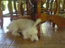 one of the unhurried dogs at nung house.. 2008-09-01, Sony K750i.