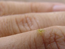 a tiny jumping spider (salticidae) on my hand. 2008-09-02, Sony F828. keywords: entelegynae