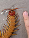 riesiger skolopender (scolopendra subspinipes dehaani) mit giftklauen || foto details: 2008-09-06, hua hin, thailand, Sony F828.