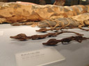 baby crocodiles, egyptian burial objects