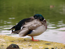 sleeping duck. 2008-09-22, Sony F828.