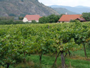 vineyard, wachau. 2008-09-23, Sony F828.