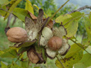 ripe walnuts. 2008-09-23, Sony F828.