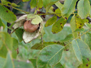 ripe walnut. 2008-09-23, Sony F828.