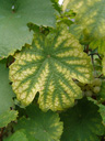 bicoloured vine leaf. 2008-09-23, Sony F828.