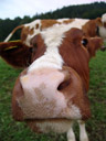 wideangle-closeup picture of another cow. 2008-09-24, Sony F828.