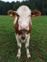 fluffy cow staring at me.. 2008-09-24, Sony F828.