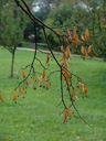 seeds on a lime-tree (tilia sp.). 2008-09-24, Sony F828.