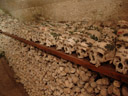 painted skulls and bones in the ossuary. the skulls were elaborately decorated and have their owners' names, professions, death dates inscribed on them