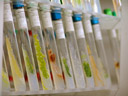 colourful algae, cultivated in test-tubes in the algal collection of the institute of botany, university of innsbruck. 2008-11-08, Sony F828. keywords: asib, institut für botanik, algensammlung, algal collection, specimens, agar, bodenalgen, luftalgen, flechtenalgen, schrägagar, reinkultur