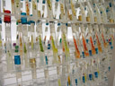colourful algae, cultivated in test-tubes in the algal collection of the institute of botany, university of innsbruck