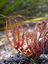 gegabelter sonnentau (drosera binata), am natürlichen standort || foto details: 2005-12-17, codfish island, new zealand, Sony F717. keywords: gabeliger sonnentau