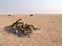 welwitschie (welwitsciha mirabilis), am natürlichen standort || foto details: 2007-09-03, welwitschia plains, namibia, Sony F828. keywords: gnetopsida, welwitschiales, welwitschiaceae
