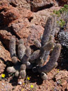 hoodia (hoodia gordonii), am natürlichen standort (ca. 60 cm) || foto details: 2007-09-09, near eksteenfontein, south africa, Sony F828.