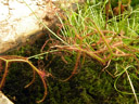 gegabelter sonnentau (drosera binata), botanischer garten || foto details: 2008-11-18, innsbruck, austria, Pentax W60.