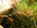 fork-leaved sundew (drosera binata), botanical garden. 2008-11-18, Pentax W60.