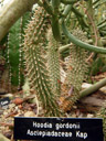 hoodia (hoodia gordonii), botanical garden (size: about 8 cm). 2008-11-18, Pentax W60.