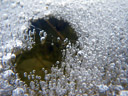 das eis schmilzt (alles immer noch unterwasser!) || foto details: 2009-02-05, rum, austria, Pentax W60. keywords: water, frozen, winter, air bubbles, 