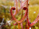 happy valentine's day!. 2009-02-14, Sony F717. keywords: drosera binata