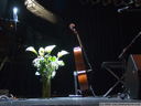 same picture, hdr attempt - stage scene: calla lillies and a cello. 2009-03-30, .