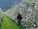 barbara and the apple bloom
