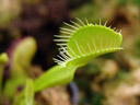 young leave and trap of a venus flytrap (dionaea muscipula) with trigger hairs. 2009-04-27, Sony F828. keywords: droseraceae, canivorous plant, carnivore pflanze, fliegenfalle