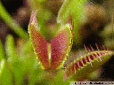 animation: a venus flytrap (dionaea muscipula) closes