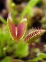 venus flytrap (dionaea muscipula), open