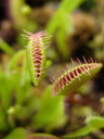 venus flytrap (dionaea muscipula), closed. 2009-04-27, Sony F828. keywords: droseraceae, canivorous plant, carnivore pflanze, fliegenfalle