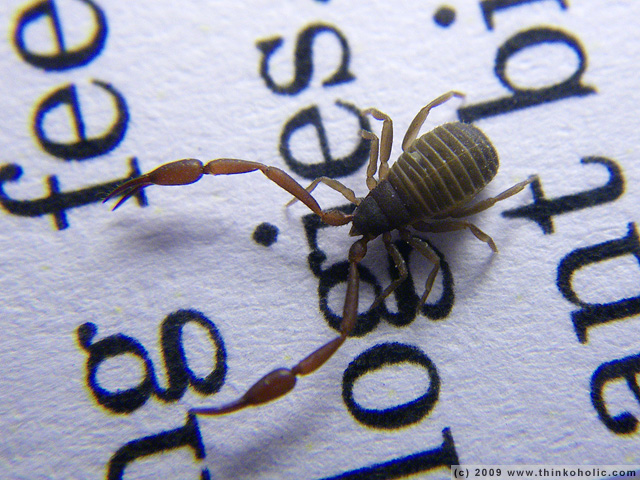 book scorpion (<i>chelifer cancroides</i>)