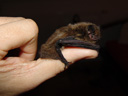 nathusius' pipistrelle (pipistrellus nathusii) sitting on my thumb. 2009-03-23, Sony F828. keywords: microbat, bat, fledermaus, microchiroptera