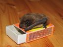 nathusius' pipistrelle (pipistrellus nathusii) and matchbox for measure. 2009-03-23, Sony F828. keywords: microbat, bat, fledermaus, microchiroptera, zündholzschachtel