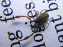 book scorpion (chelifer cancroides). 2009-04-17, Pentax W60. keywords: house pseudoscorpion, pseudoskorpion