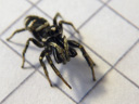 male zebra spider (salticus scenicus)