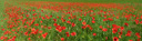 panorama: corn field with poppy (papaver rhoeas)