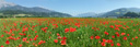 panorama: getreidefeld mit mohnblumen (papaver rhoeas) || foto details: 2009-05-23, volders, austria, Pentax W60. keywords: kornfeld, mohn, klatschmohn