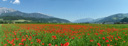 panorama: corn field with poppy (papaver rhoeas)