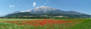 panorama: corn field with poppy (papaver rhoeas). 2009-05-23, Pentax W60. keywords: kornfeld, mohn, klatschmohn