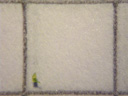 die spitze eines nelkentriebs (dianthus sp.) wird bis auf die primordialblätter zugeschnitten; quadrat: 5 x 5 mm || foto details: 2009-01-13, innsbruck, austria, Pentax W60. keywords: meristem culture, meristemkultur