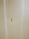 feb. 4th: meristem has grown into a tiny shoot with discernible leaves. 2009-02-04, Pentax W60. keywords: meristem culture, meristemkultur