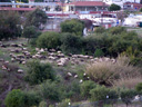 an actual shepherd with sheep, just outside of the hotel grounds. 2010-02-12, Pentax W60.